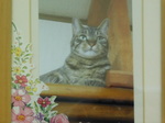 常陸大宮市愛猫ロココちゃん