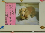 城里町愛犬テイアちゃん