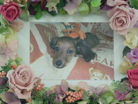 水戸市愛犬そらちゃん