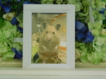 水戸市ゴールデンハムスター(キンクマ)小梅ちゃん
