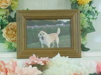 水戸市愛犬竜之介ちゃん