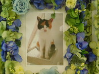 水戸市愛猫ぷちちゃん