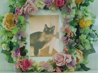 水戸市愛猫ラビィちゃん