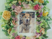 水戸市愛犬ひなたちゃん