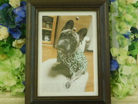 水戸市愛犬黒虎ちゃん