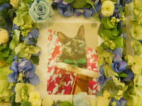 水戸市愛猫みかんちゃん