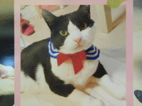 水戸市愛猫くろちゃん