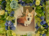 石岡市愛犬こたろうちゃん