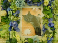 那珂市愛猫くま子ちゃん