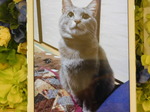 水戸市愛猫空(クー)ちゃん