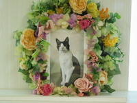 水戸市愛猫みいちゃん