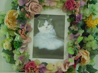 水戸市愛猫健太ちゃん