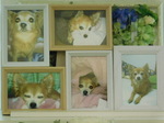日立市愛犬シナモンちゃん