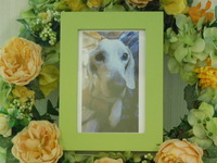 常陸大宮市愛犬小夏ちゃん