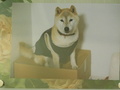 小美玉市愛犬一休ちゃん