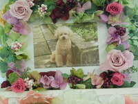 常陸太田市愛犬ポコちゃん