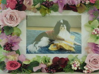 笠間市愛犬クッキーちゃん