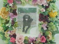 那珂市愛犬さくらちゃん