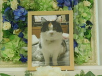 茨城町愛猫モコちゃん