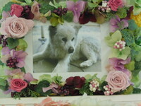 鉾田市愛犬チロちゃん