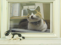 那珂市愛猫みゃあちゃん