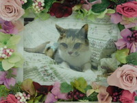 水戸市愛猫ラミちゃん