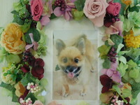 水戸市愛犬ギンちゃん