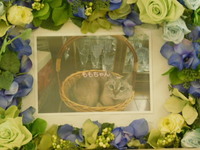 常陸太田市愛犬ももちゃん