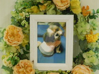 水戸市愛犬ハッピーちゃん