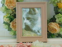 水戸市愛猫ちぃちゃん