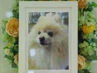 笠間市愛犬なつちゃん