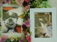 日立市愛犬キングちゃん