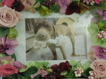 常陸太田市愛犬ラブ助ちゃん