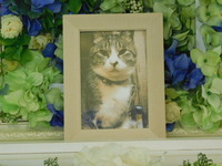 水戸市愛猫ゴロンちゃん