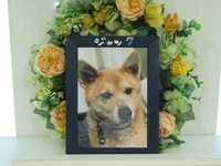 日立市愛犬ジャックちゃん