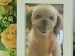 笠間市愛犬小梅ちゃん