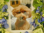 ひたちなか市愛犬キャンデイちゃん