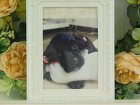 水戸市愛犬ジュラちゃん