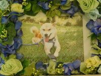 水戸市愛犬ニコちゃん