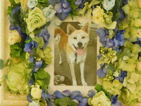 那珂市愛犬小太郎ちゃん