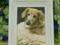 水戸市愛犬チャチャちゃん