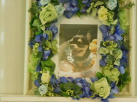 水戸市愛犬アンジーちゃん