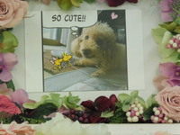 城里町愛犬ぱりすちゃん