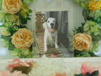 笠間市愛犬しろちゃん