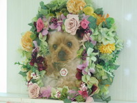 水戸市愛犬マロンちゃん