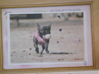 水戸市愛犬アールちゃん