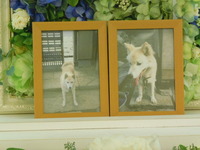 水戸市愛犬まきちゃん