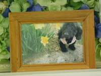 小美玉市愛犬もこちゃん