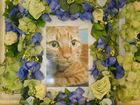 笠間市愛猫ラムちゃん