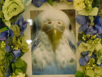 笠間市セキセイインコのオプーナちゃん